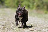 BOULEDOGUE FRANCAIS 429